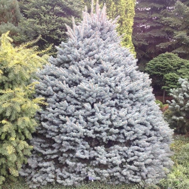 Ель Ель колючая / Picea pungens Glauca Compacta, С5 - фото 2