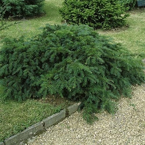 Растение Тис ягодный Репанденс С2-3 - фото 2