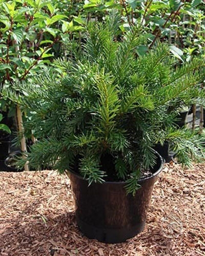 Растение Тис ягодный Репанденс С2-3 - фото 1