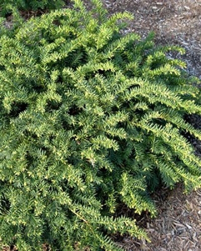 Растение Тис ягодный Репанденс С2-3 - фото 3