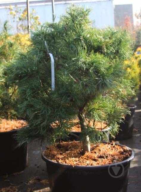 Растение Сосна веймутовая / Pinus strobus Tiny Kurls С5 Ра - фото 1 Растение Сосна веймутовая / Pinus strobus Tiny Kurls С5 Ра - фото 1