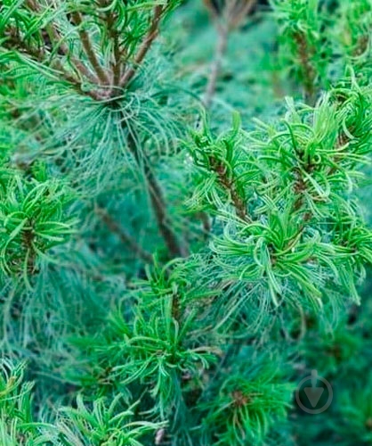 Растение Сосна веймутовая / Pinus strobus Tiny Kurls С5 Ра - фото 2 Растение Сосна веймутовая / Pinus strobus Tiny Kurls С5 Ра - фото 2