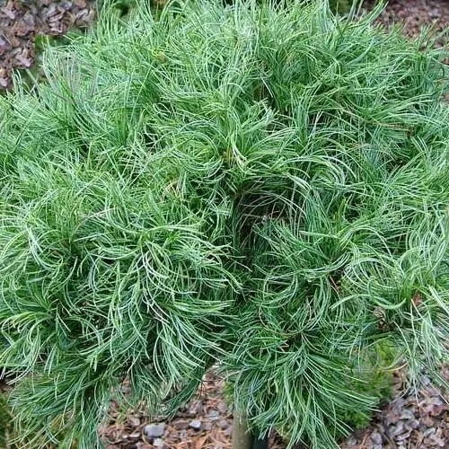 Растение Сосна веймутовая / Pinus strobus Tiny Kurls С5 Ра - фото 3 Растение Сосна веймутовая / Pinus strobus Tiny Kurls С5 Ра - фото 3