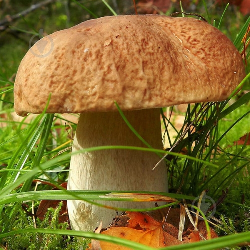 Міцелій Яскрава білі гриби - фото 1 Міцелій Яскрава білі гриби - фото 1