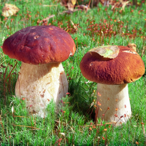 Міцелій Яскрава білі гриби 50 г - фото 1 Міцелій Яскрава білі гриби 50 г - фото 1