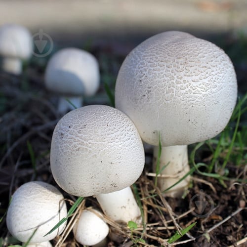 Мицелий Яскрава шампиньоны двуспоровый 50 г - фото 1 Мицелий Яскрава шампиньоны двуспоровый 50 г - фото 1