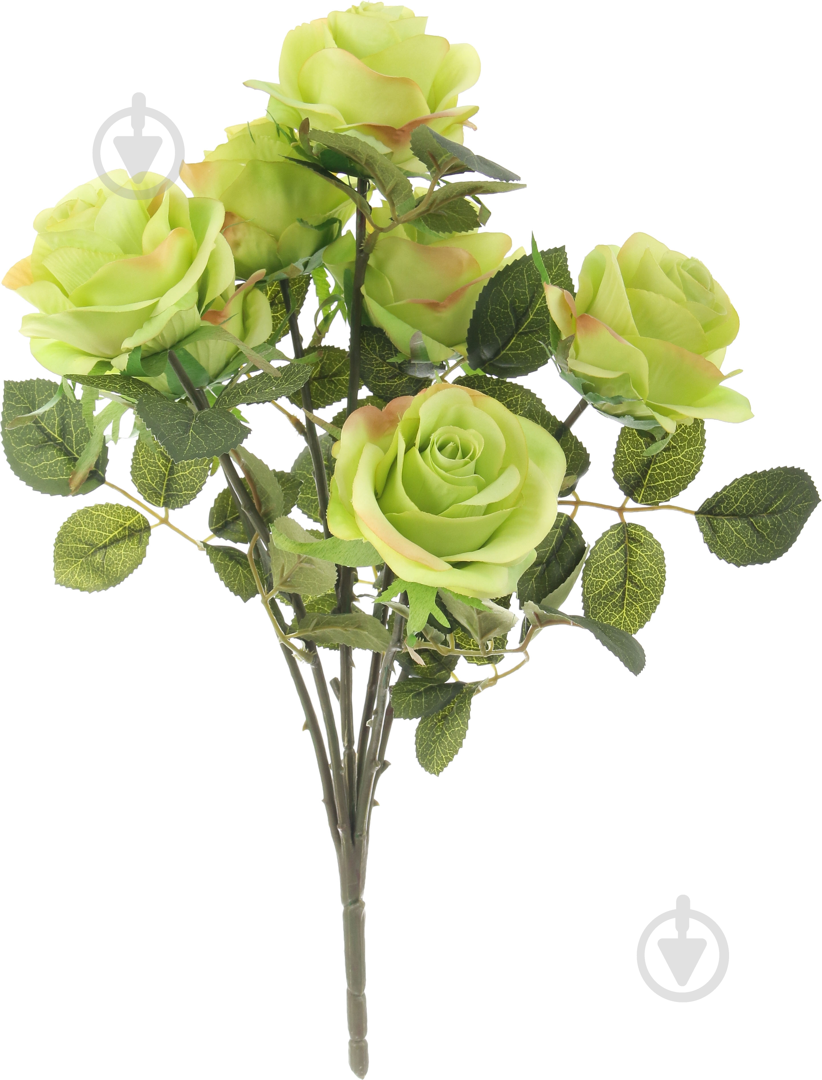 Букет роз 7 цветков зеленый - фото 1 Букет роз 7 цветков зеленый - фото 1