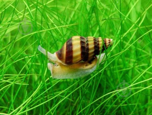 Улитка Хелена 0,5-1 см - фото 8