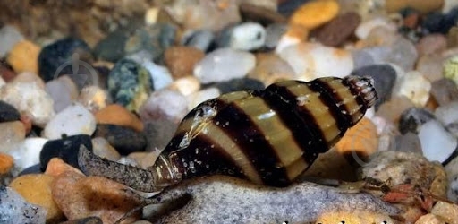 Улитка Хелена 0,5-1 см - фото 3