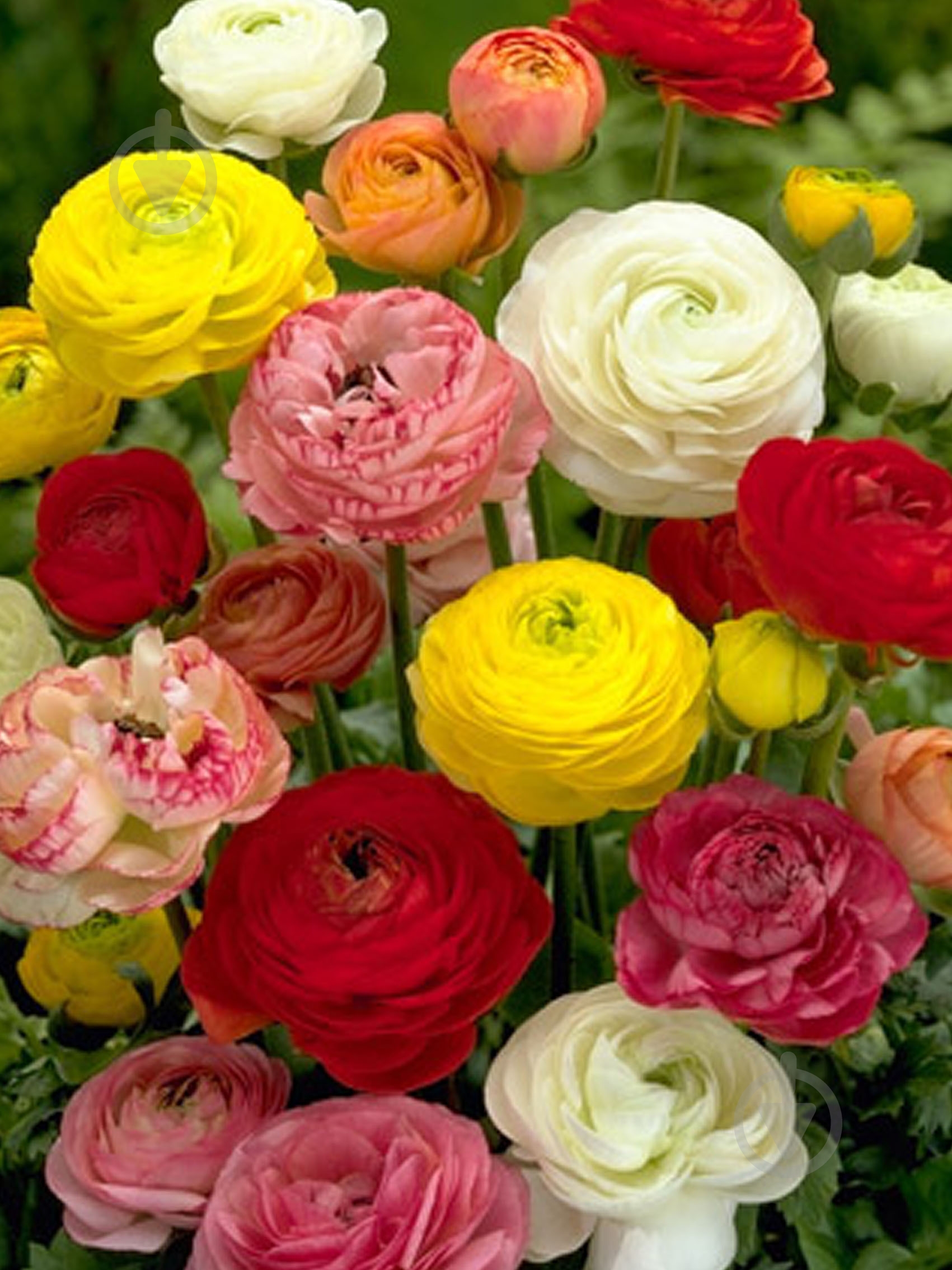 Корнеклубень лютика смесь 5 шт. - фото 1