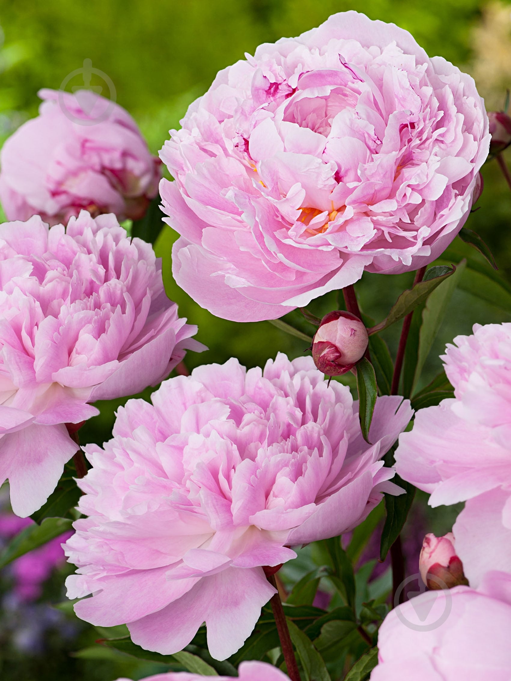 Корневище пиона Сара Бернхардт 1 шт. - фото 1