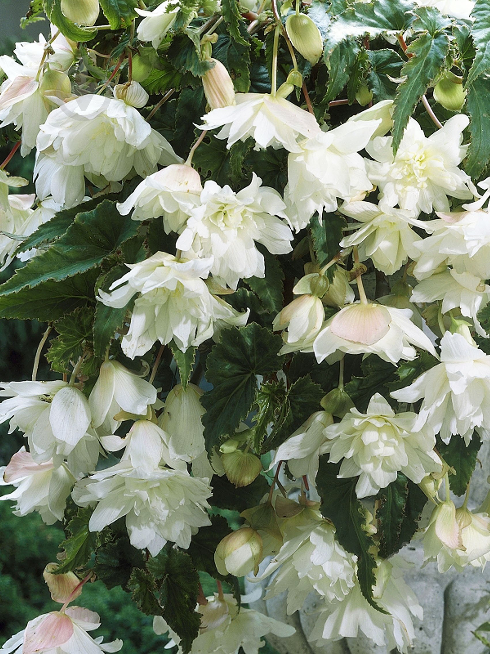 Клубень бегонии Пендула Белой 1 шт. - фото 1