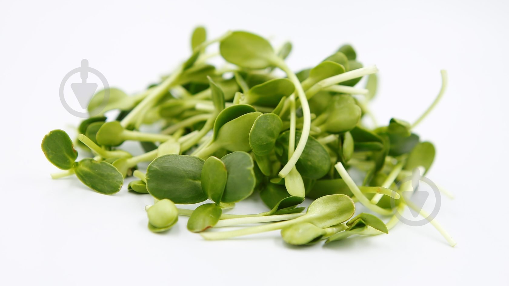 Микрозелень Зелений дім гороха - фото 2 Микрозелень Зелений дім гороха - фото 2