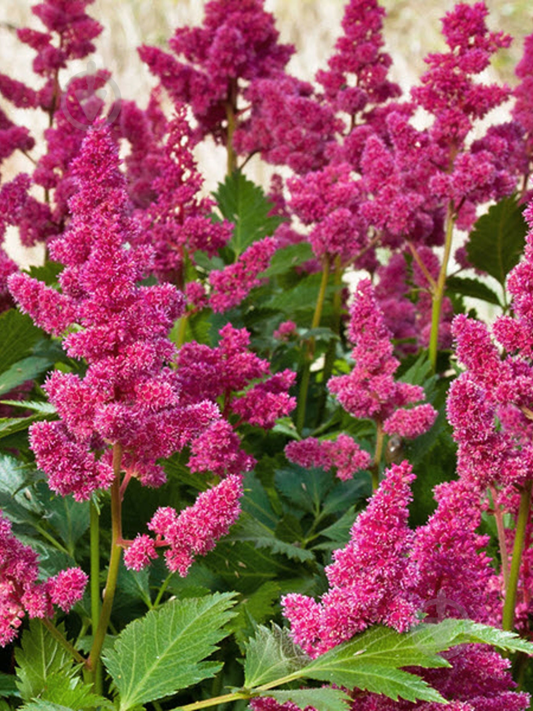 Кореневище астільби Вероніка Клосе 1 шт. - фото 1 Кореневище астільби Вероніка Клосе 1 шт. - фото 1