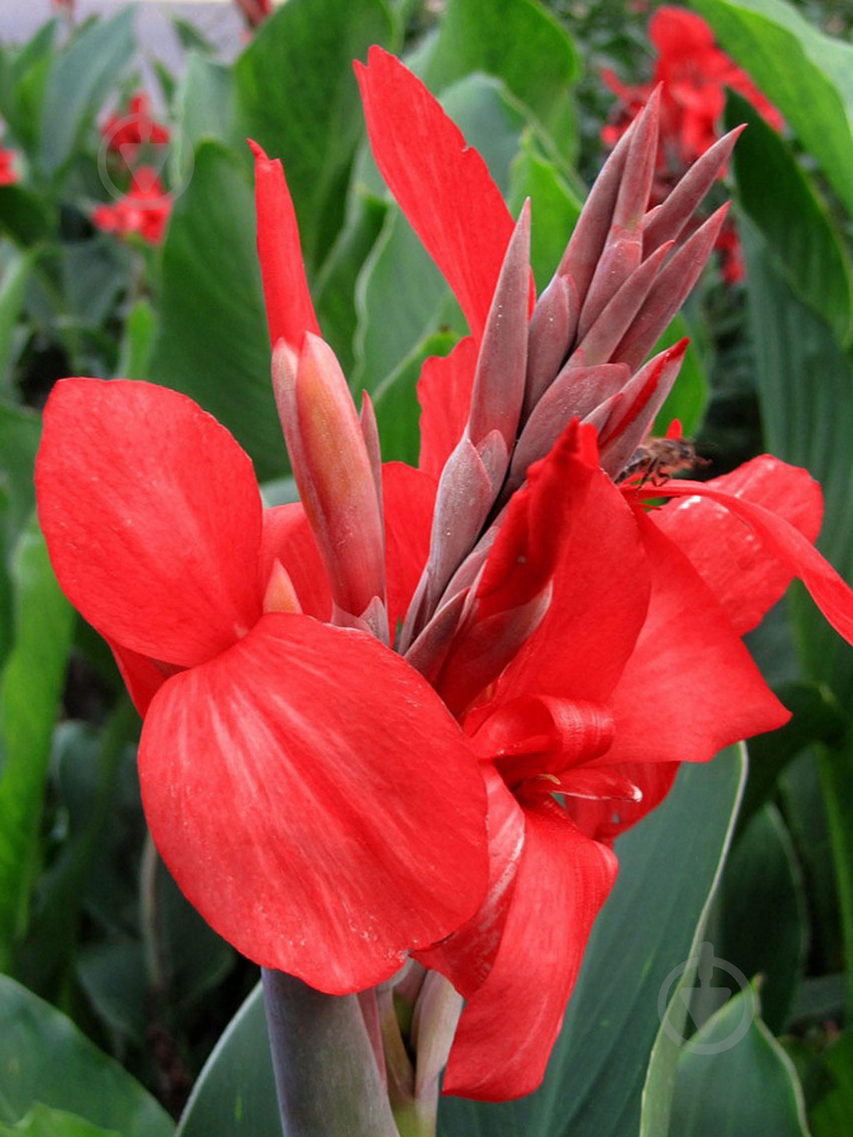 Корневище канны Президент 1 шт. - фото 1