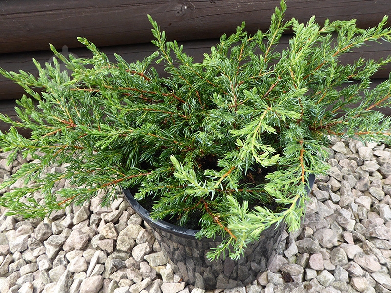 Растение Можжевельник обыкновенный / Juniperus communis Repanda С100 - фото 1 Растение Можжевельник обыкновенный / Juniperus communis Repanda С100 - фото 1
