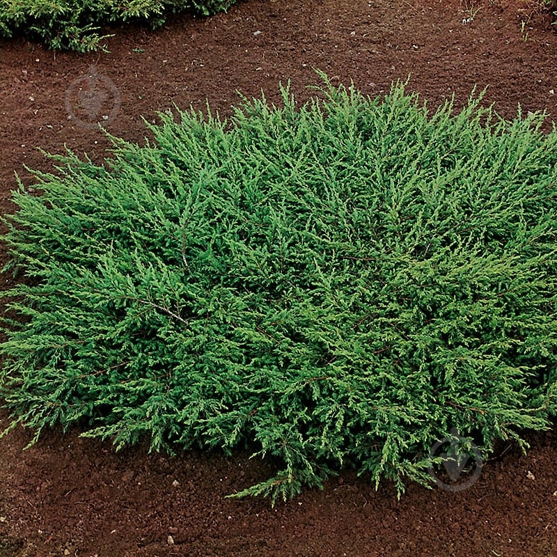 Растение Можжевельник обыкновенный / Juniperus communis Repanda С100 - фото 2 Растение Можжевельник обыкновенный / Juniperus communis Repanda С100 - фото 2
