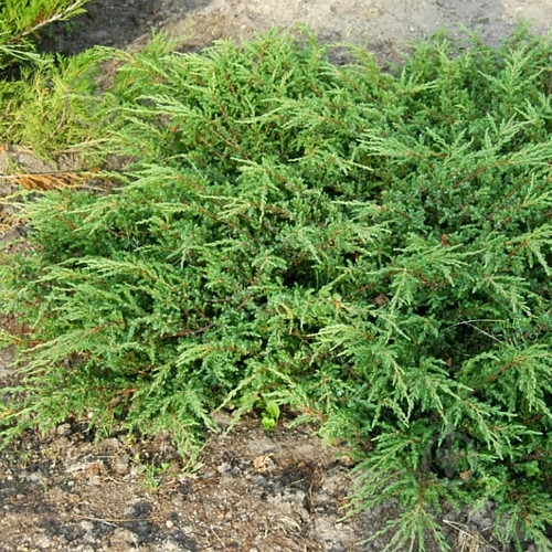 Растение Можжевельник обыкновенный / Juniperus communis Repanda С100 - фото 3 Растение Можжевельник обыкновенный / Juniperus communis Repanda С100 - фото 3