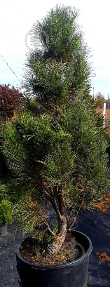 Растение Сосна черная / Pinus nigra С500 - фото 1 Растение Сосна черная / Pinus nigra С500 - фото 1