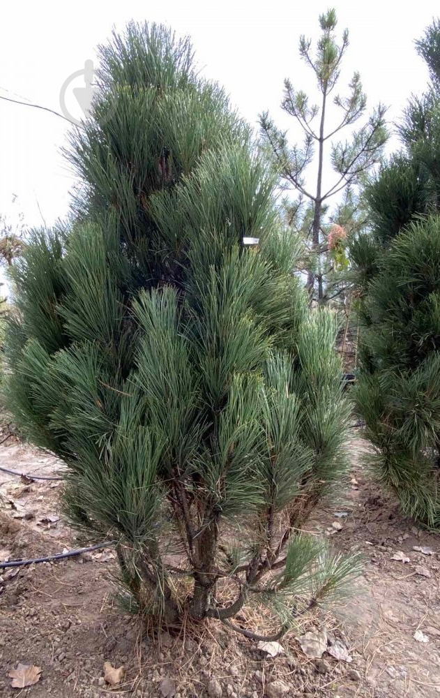 Растение Сосна черная / Pinus nigra С500 - фото 2 Растение Сосна черная / Pinus nigra С500 - фото 2