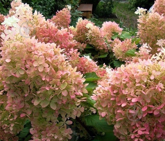 Растение Гортензия / Hydrangea paniculata Phantom, С12 Pa - фото 3 Растение Гортензия / Hydrangea paniculata Phantom, С12 Pa - фото 3