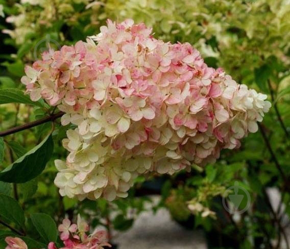 Растение Гортензия / Hydrangea paniculata Phantom, С12 Pa - фото 1 Растение Гортензия / Hydrangea paniculata Phantom, С12 Pa - фото 1