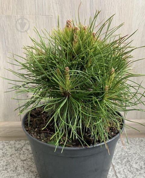 Растение Сосна горная / Pinus mugo Warella, С12 - фото 3 Растение Сосна горная / Pinus mugo Warella, С12 - фото 3