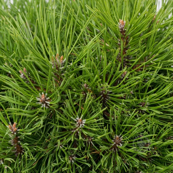Растение Сосна горная / Pinus mugo Warella, С12 - фото 2 Растение Сосна горная / Pinus mugo Warella, С12 - фото 2