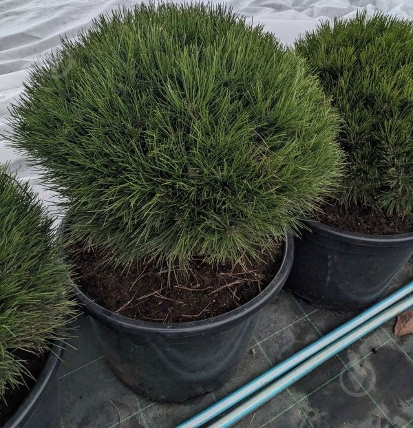 Растение Сосна горная / Pinus mugo Warella, С12 - фото 1 Растение Сосна горная / Pinus mugo Warella, С12 - фото 1