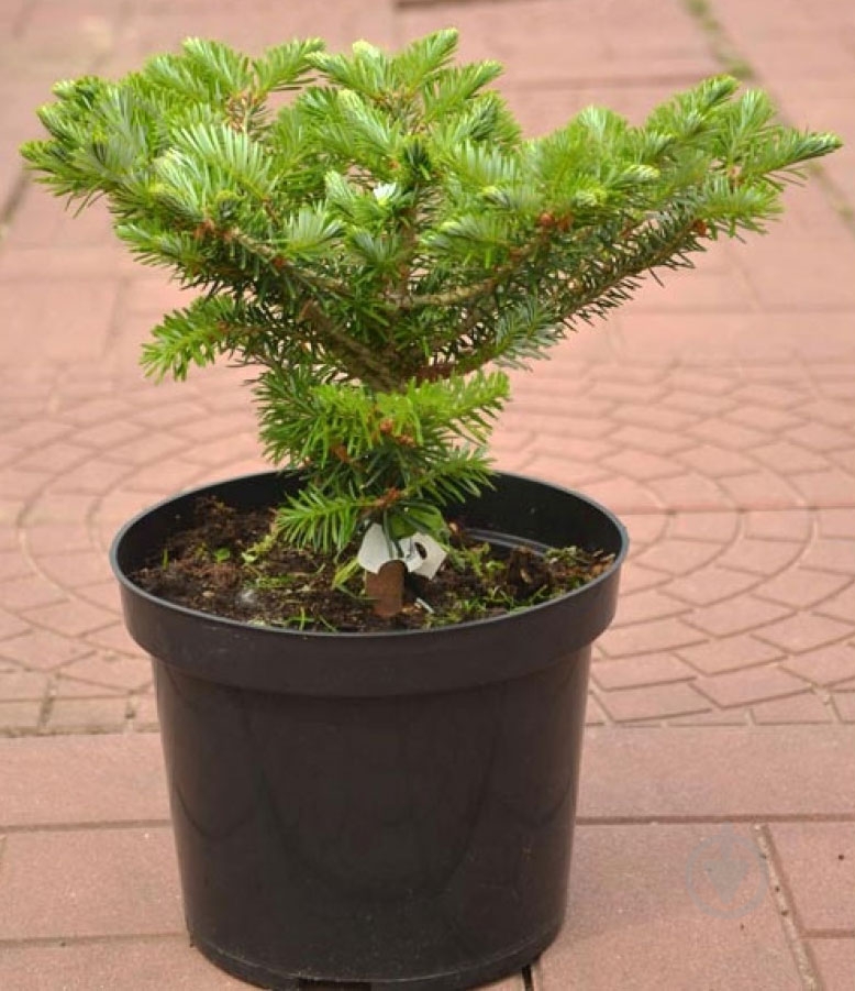 Ялиця корейська / Abies koreana Cis, С20 Pa - фото 1