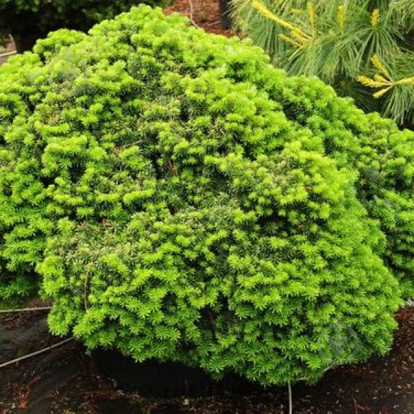 Ялиця корейська / Abies koreana Cis, С20 Pa - фото 2