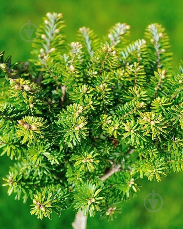 Ялиця корейська / Abies koreana Cis, С20 Pa - фото 3