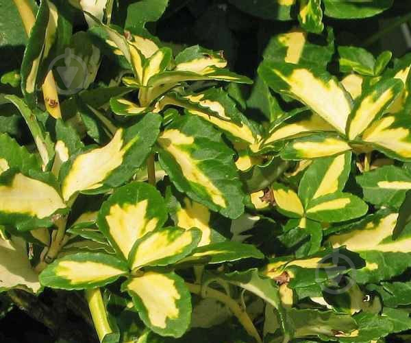 Растение Бересклет / Euonymus fortunei Pa C7.5 - фото 3