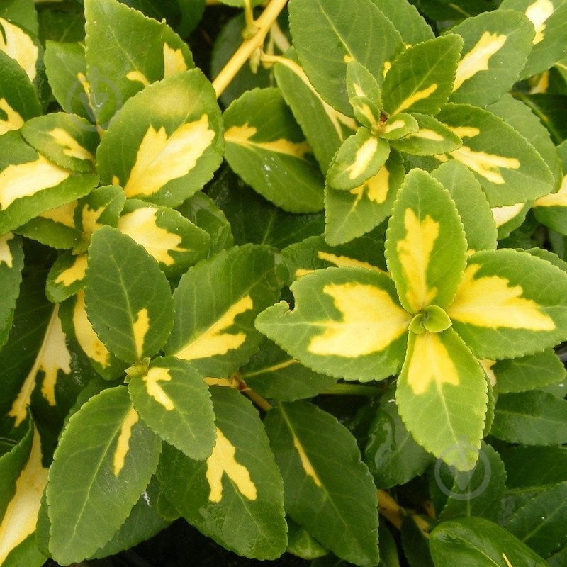 Растение Бересклет / Euonymus fortunei Pa C7.5 - фото 2