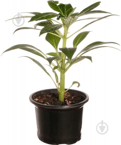 Растение Бальзамин импатиенс d12 - фото 1