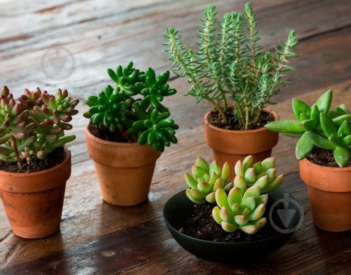 Растение Очиток микс d10 - фото 1