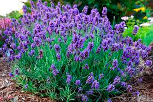 Растение Лаванда Эрли Блу d10 - фото 2