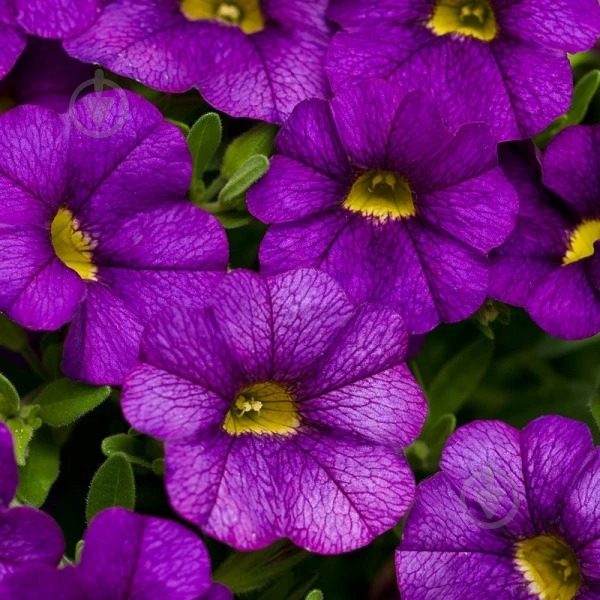 Растение Калибрахоа подвесная d23 - фото 1