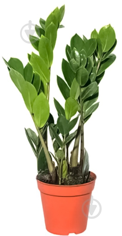 Растение Замиокулькас d12 - фото 1