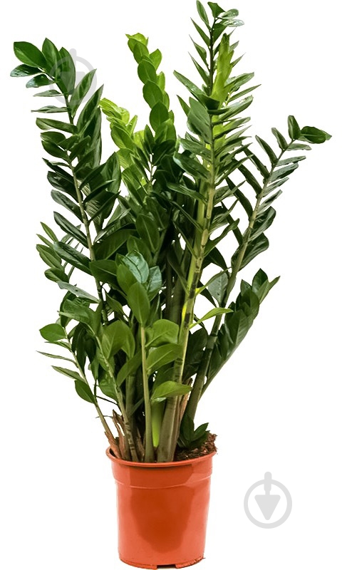 Растение Замиокулькас d12 - фото 2