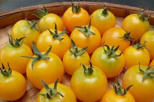 Помидоры желтый Украина - фото 3