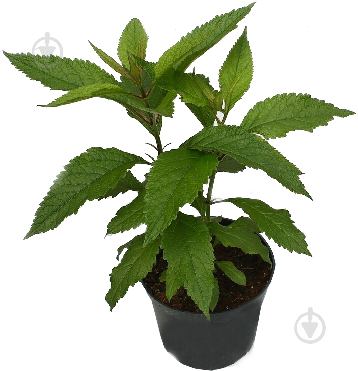 Растение Посконник C3 - фото 1