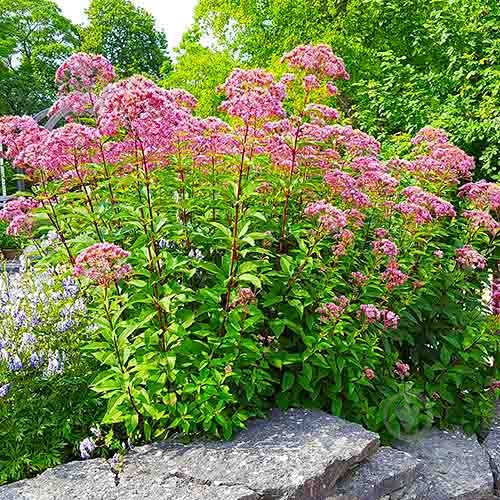 Растение Посконник C3 - фото 3