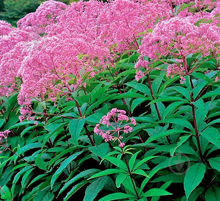 Растение Посконник C3 - фото 2