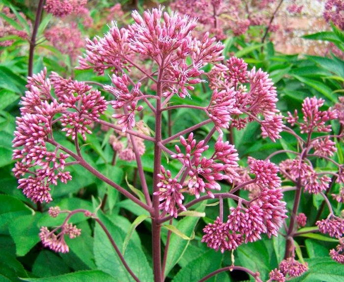 Растение Посконник C3 - фото 4