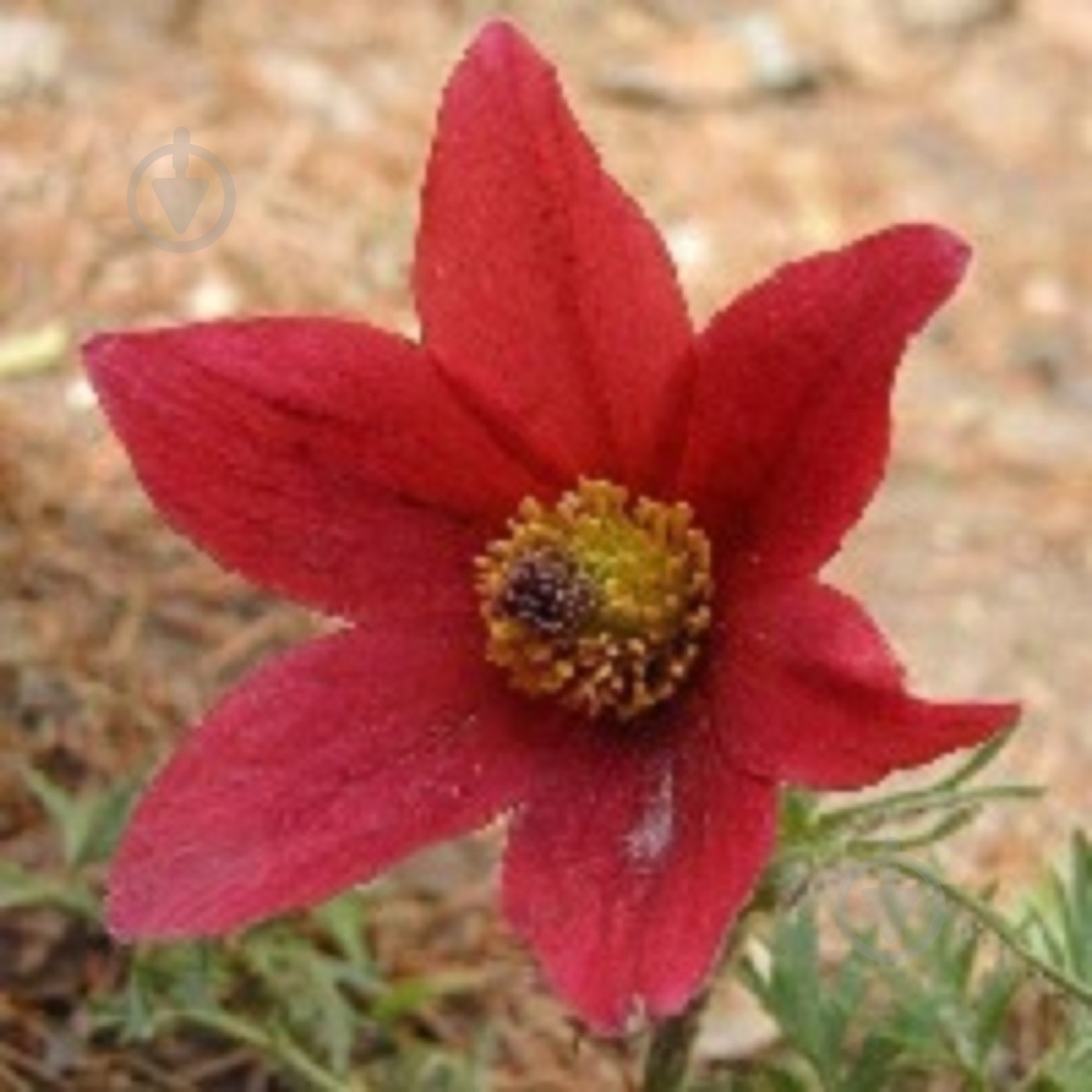 Корневище Сон-трава красная 1 шт. - фото 1 Корневище Сон-трава красная 1 шт. - фото 1