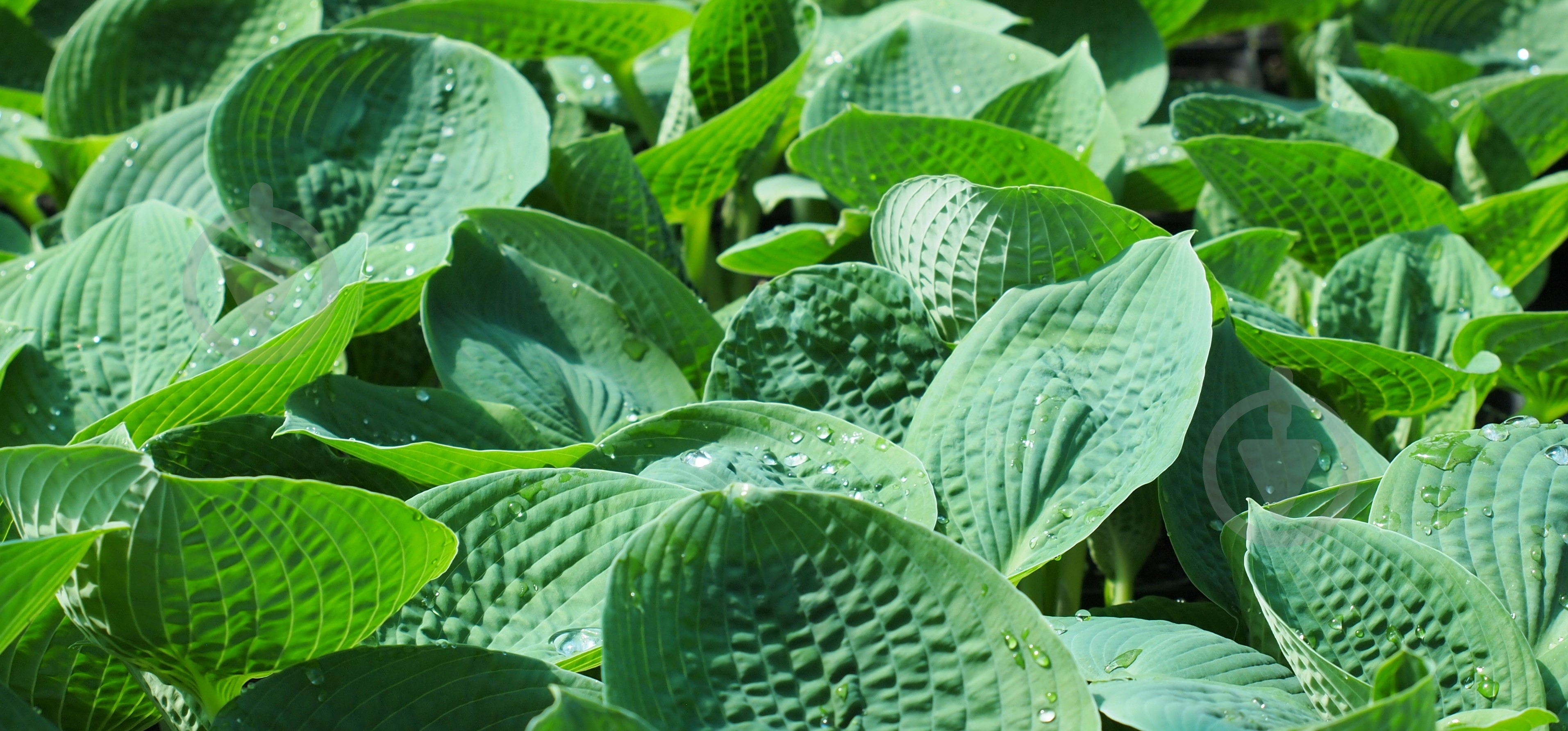 Рослина Хоста Big Daddy - фото 1