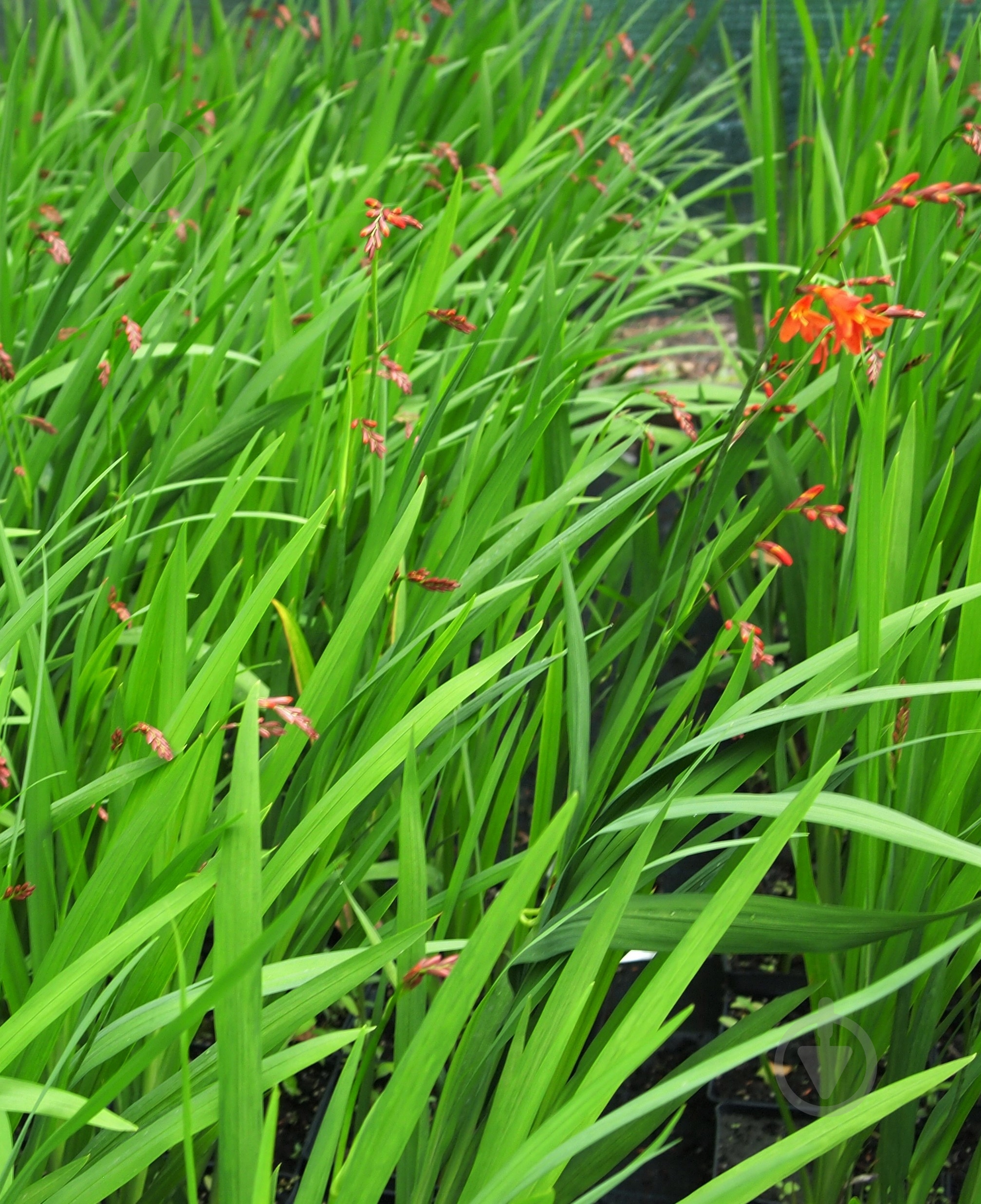 Рослина Крокосмія Princess - фото 1 Рослина Крокосмія Princess - фото 1