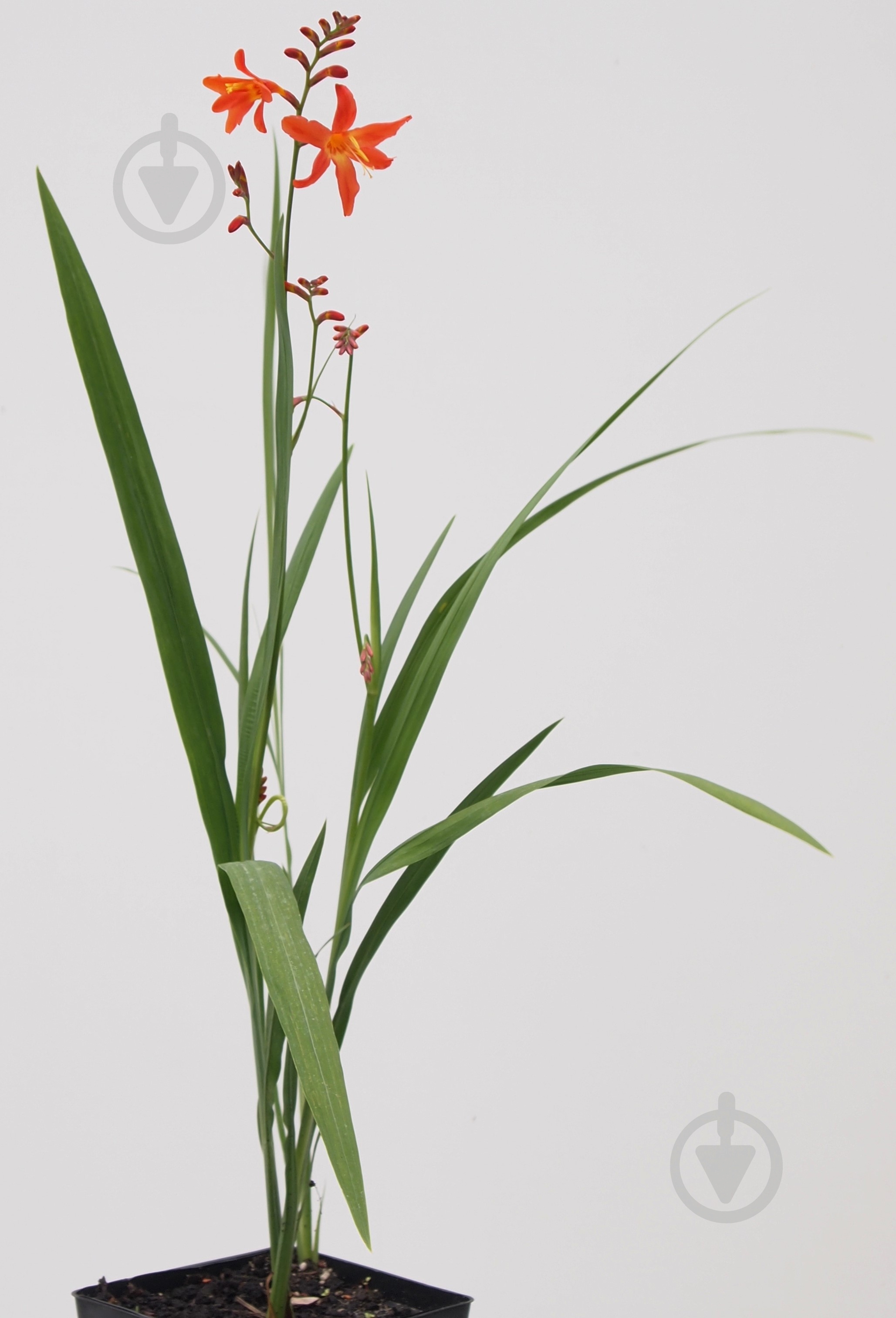 Рослина Крокосмія Princess - фото 2 Рослина Крокосмія Princess - фото 2