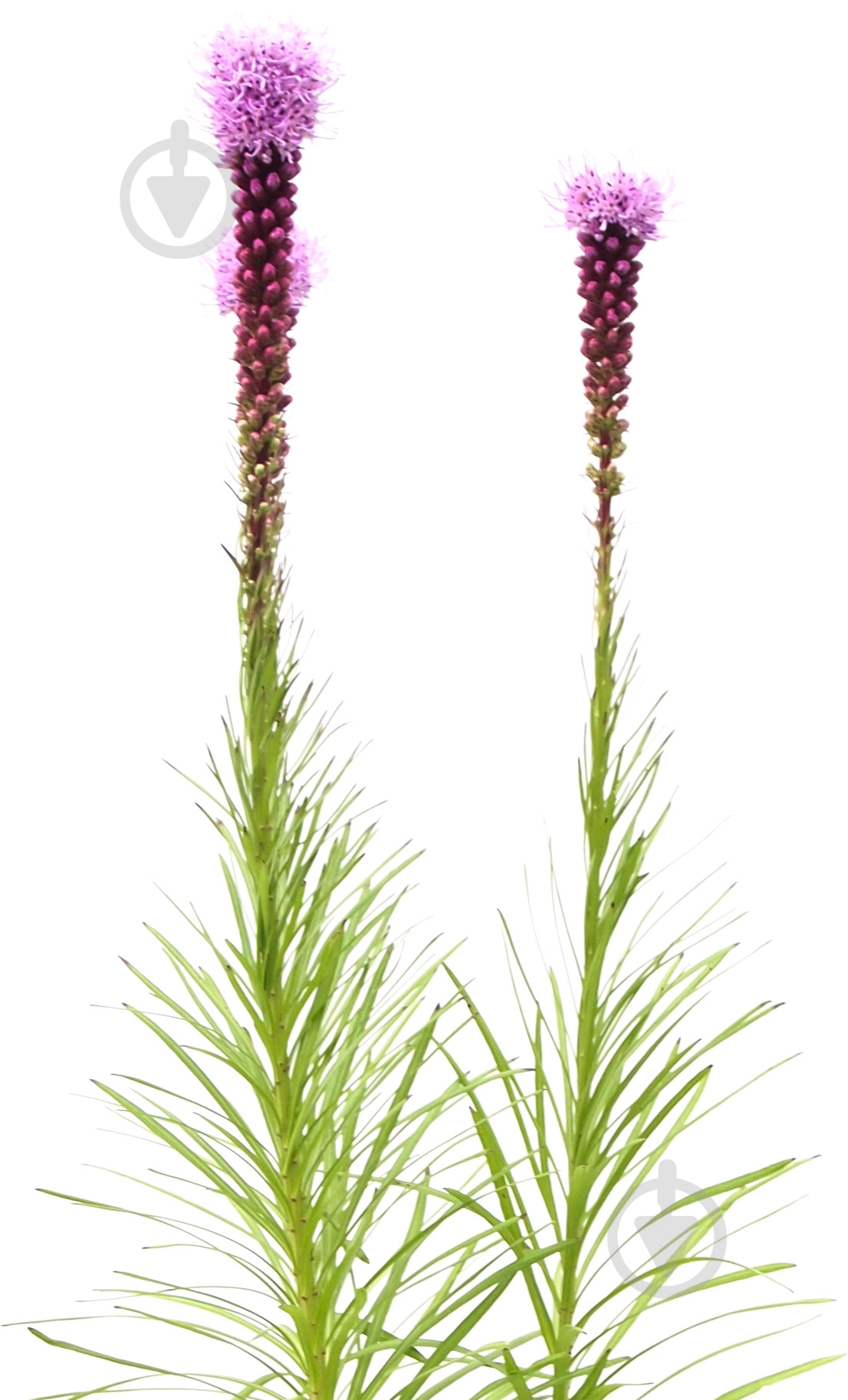Растение Лиатрис колосистая - фото 1 Растение Лиатрис колосистая - фото 1